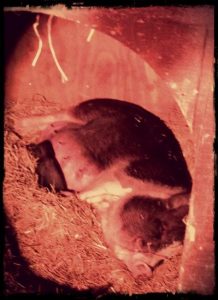 A Sad Day on the Homestead Image